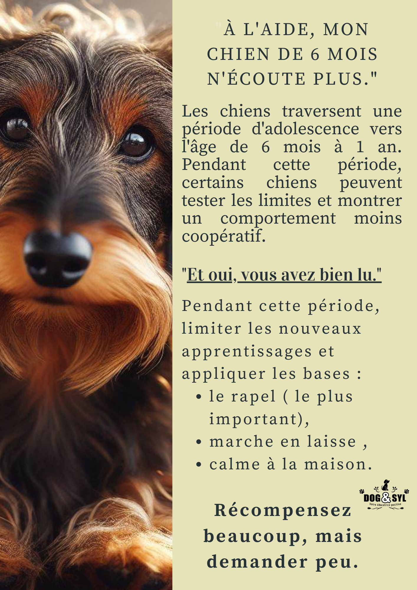 Les chiots