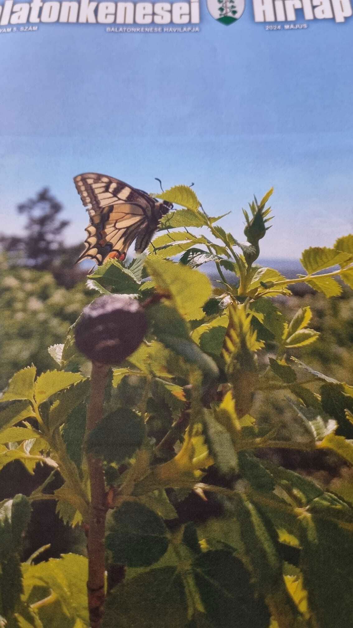 MEGJELENT A BALATONKENESEI HÍRLAP MÁJUSI SZÁMA.