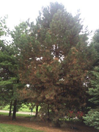 Diplodia Tip Blight of Two-Needled Pines