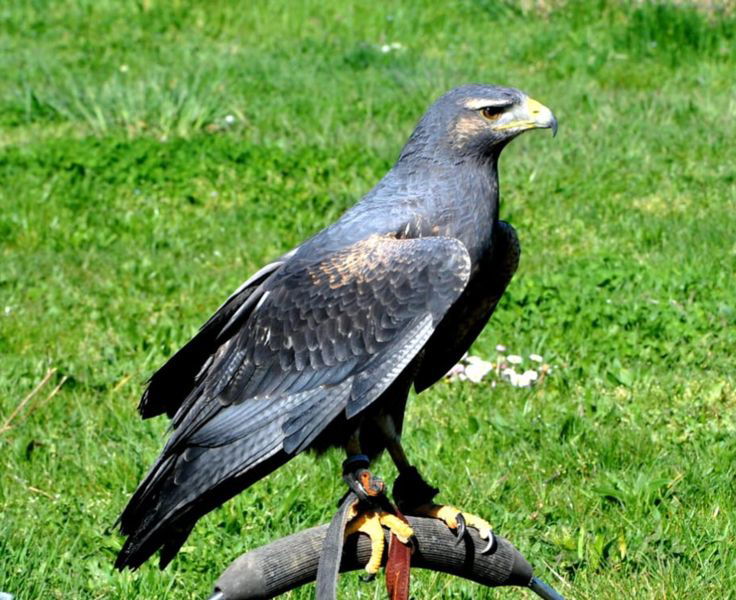 Blaubussard  (Aguja) Zeus