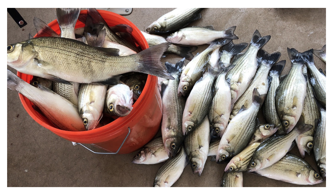 Steel shad / winter bass. : r/bassfishing