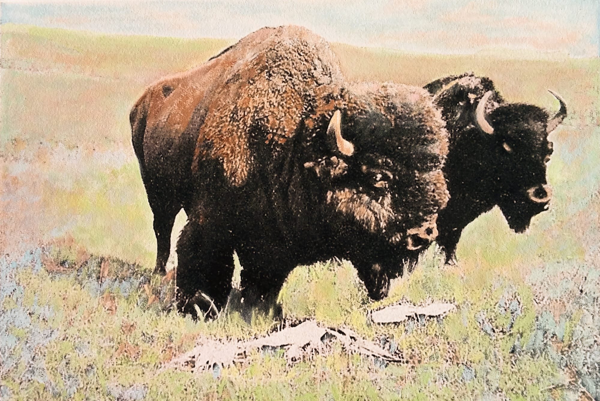 Buffalo on Prairie, 1846
