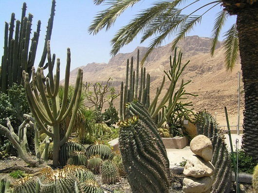 Ein Gedi botanical gardens