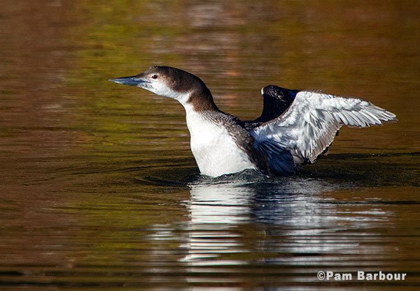 Photography Tour - Loons and Winter Waterbirds w/ Nature Photographer Pam Barbour