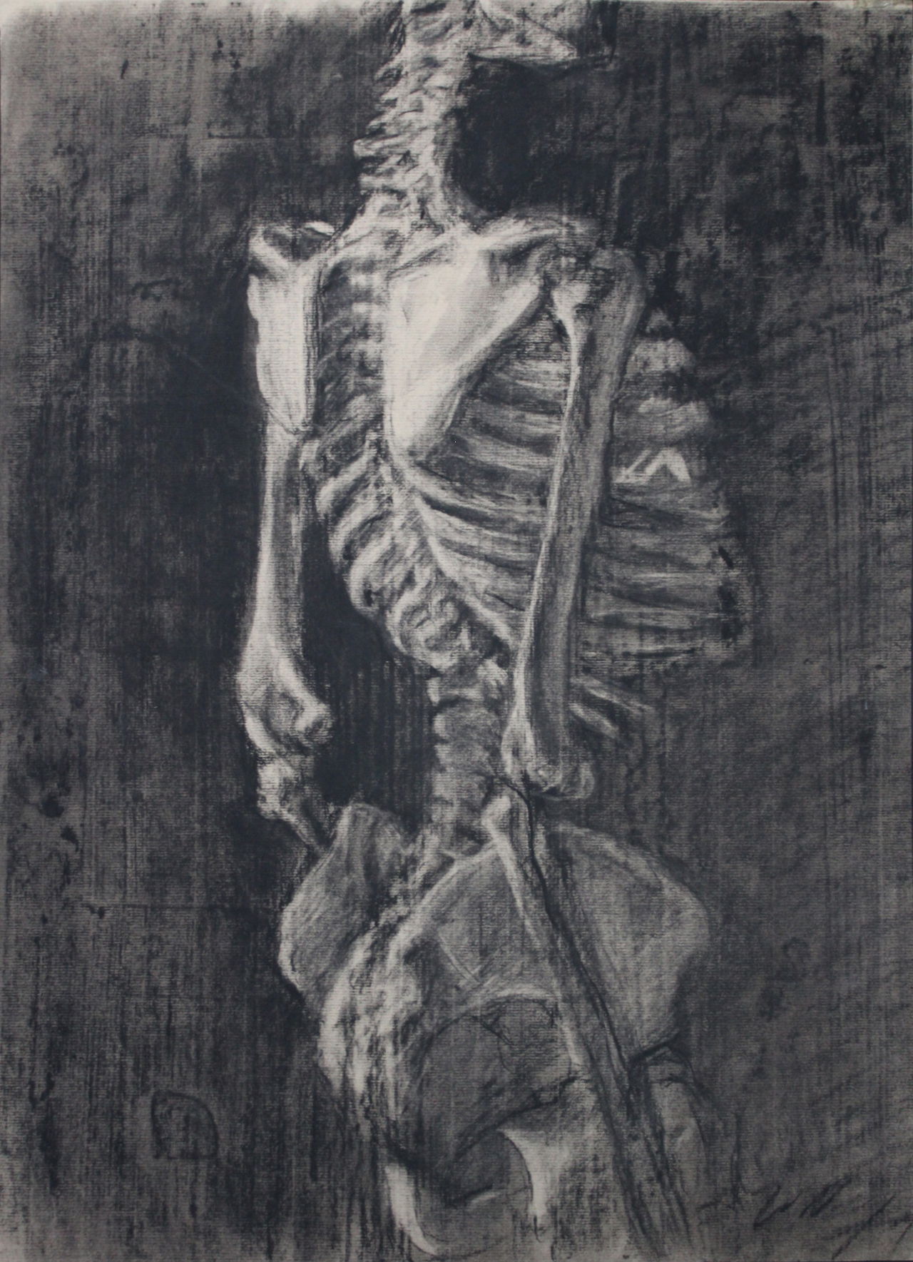 Anatomical study of a skeleton, No. 2, 2000