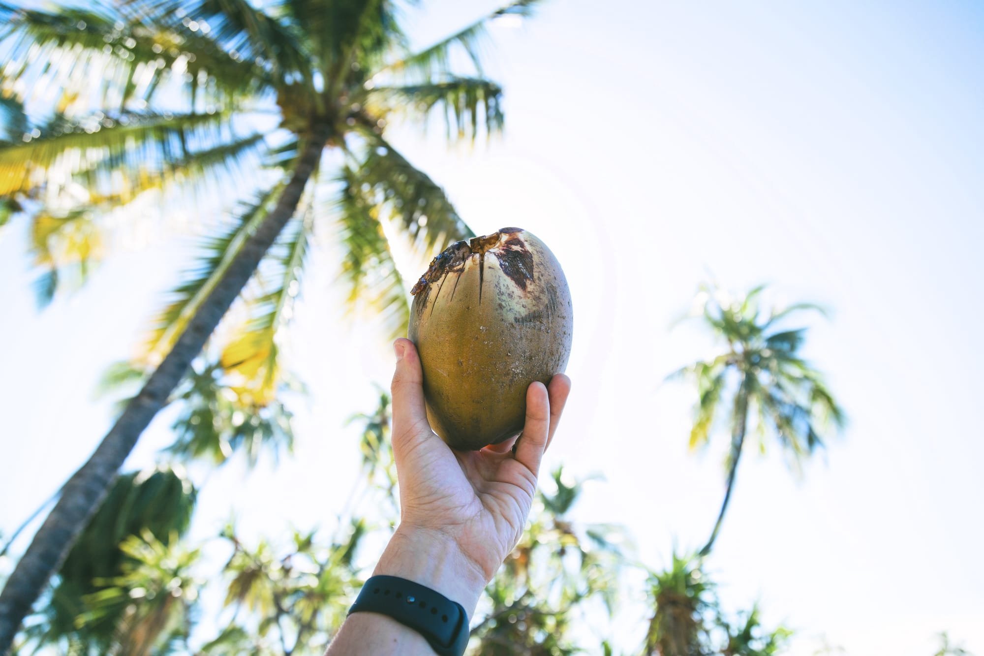 Kokos - najbolj zdravilni sadež na svetu