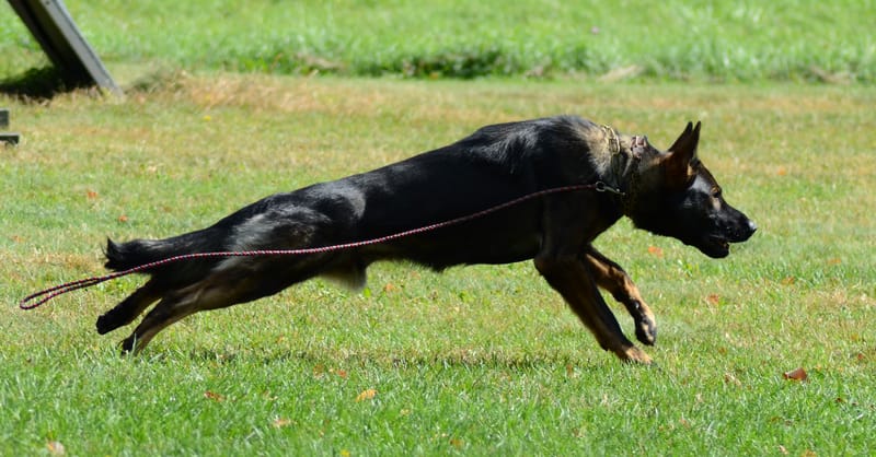 Spring Trial German Shepherd dog club of America