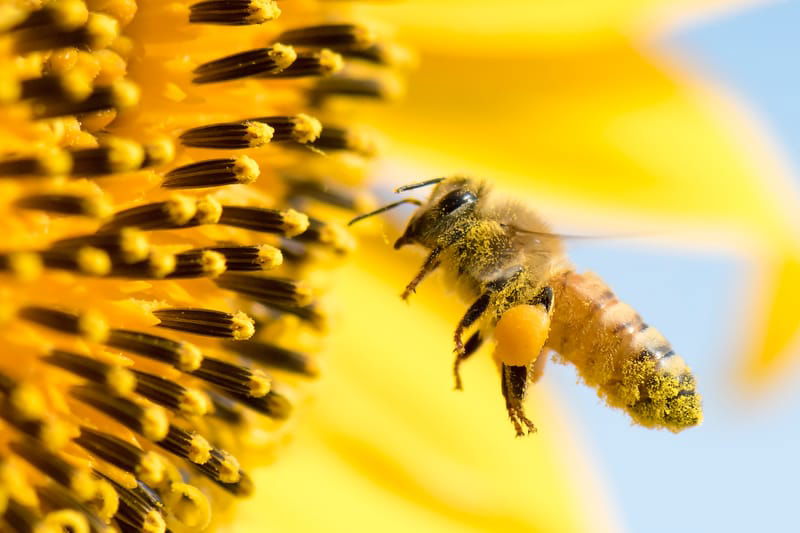 L'abeille Et Le Miel