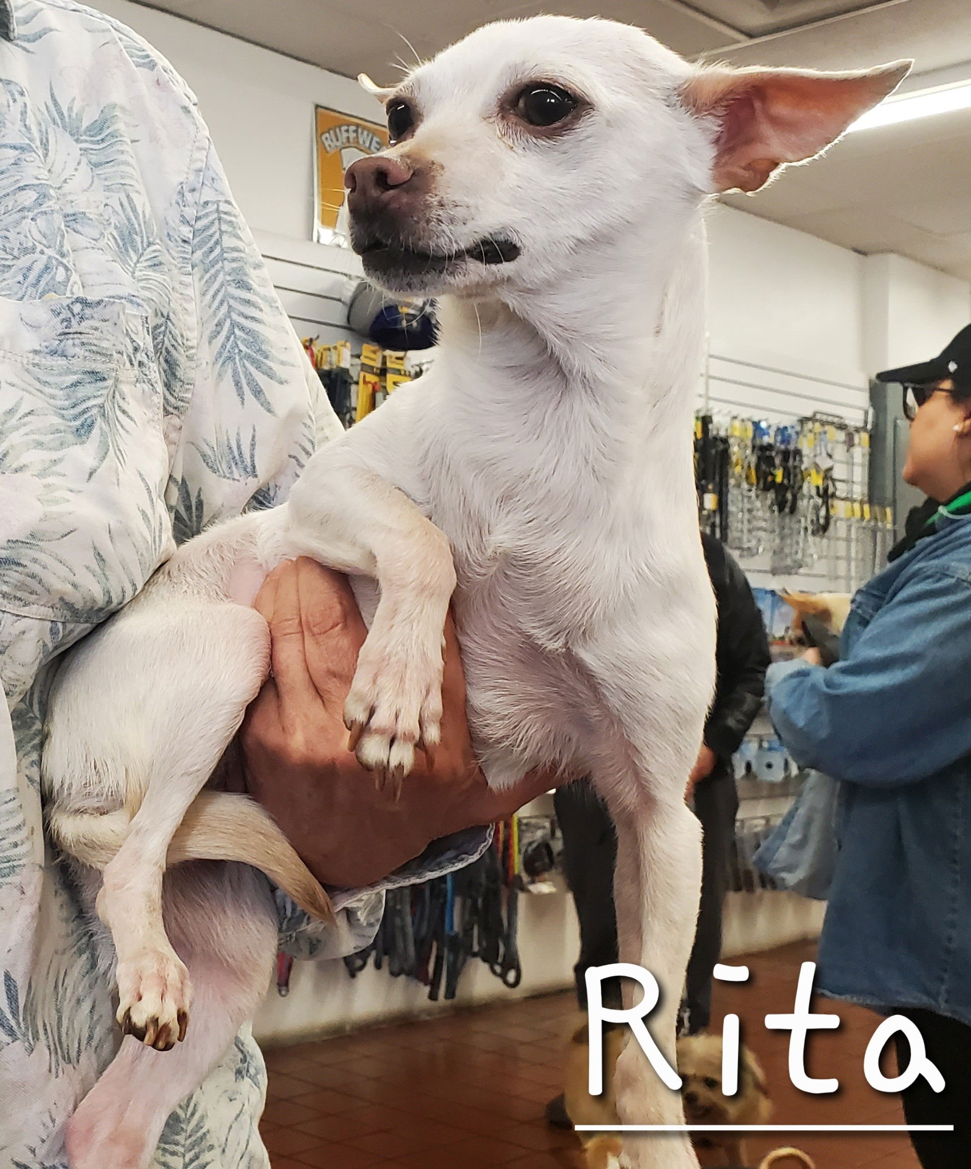 Rita