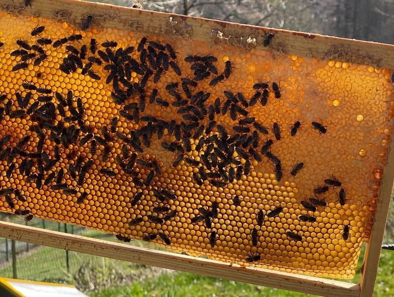 Werde Bienenpate