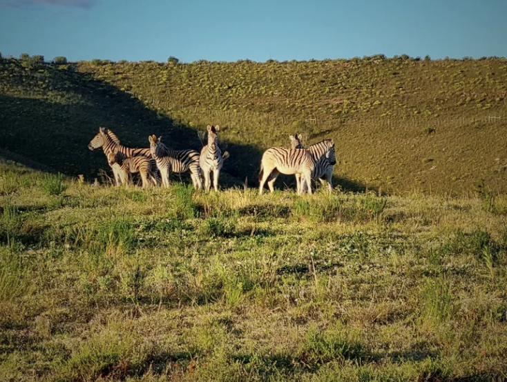 Outeniqua Game Farm OUTENIQUA GAME FARM