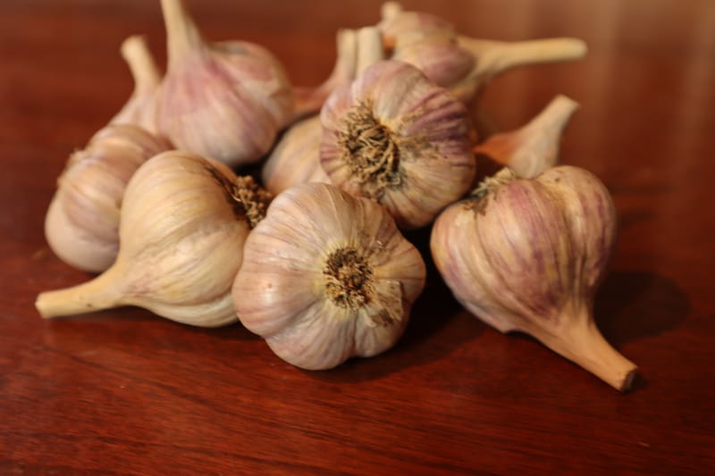 Kettle River Giant Kettle River Garlic Farms