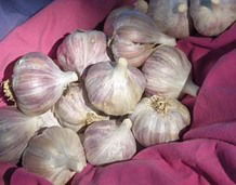 Kettle River Giant - Kettle River Garlic Farms
