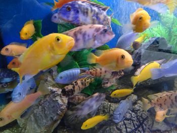 Tips for Choosing the Best Fish Tank  image