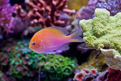 What You Should Know About Fish Tank Aquariums image
