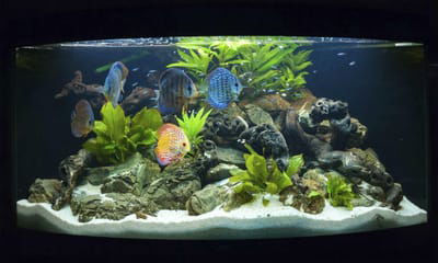The Way to Pick the Best Fish Tanks  image