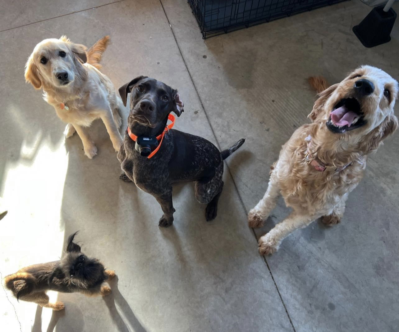 Kenna's Kennels and Cuts