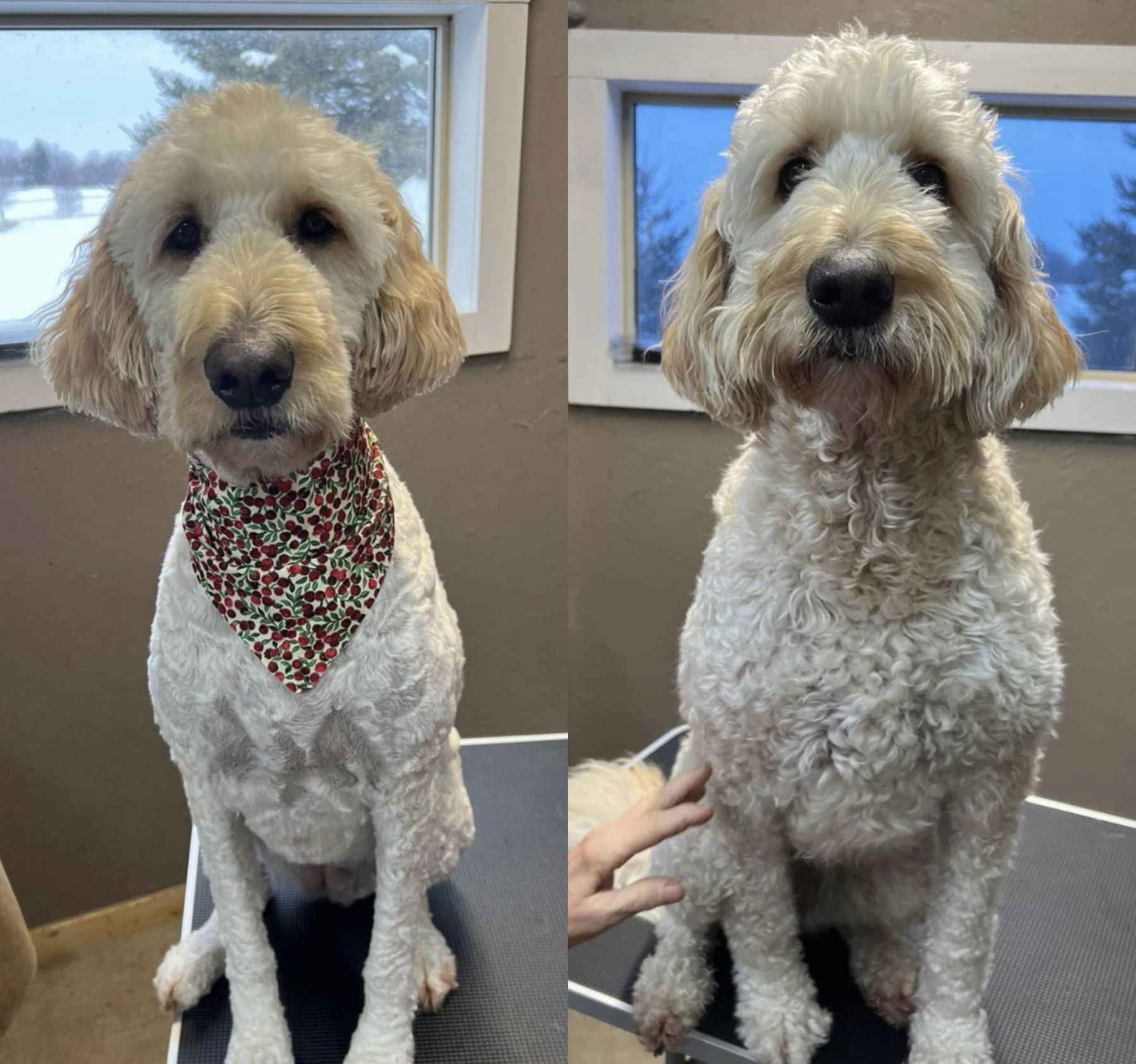 Kenna's Kennels and Cuts