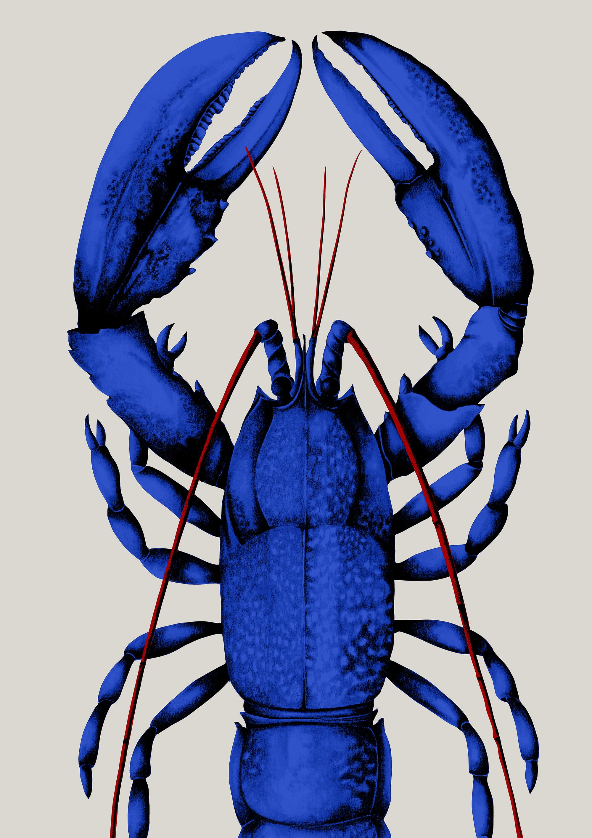 Homard bleu