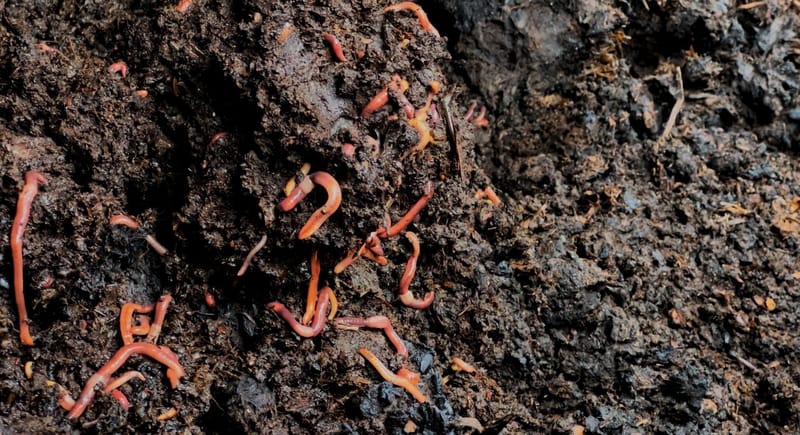 GreenMX Biofertilizantes - HUMUS SÓLIDO DE LOMBRIZ CALIFORNIANA