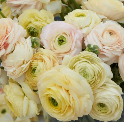 Half Clone Wedding Pastel ranunculus - 95 corms - Monarch Gardens