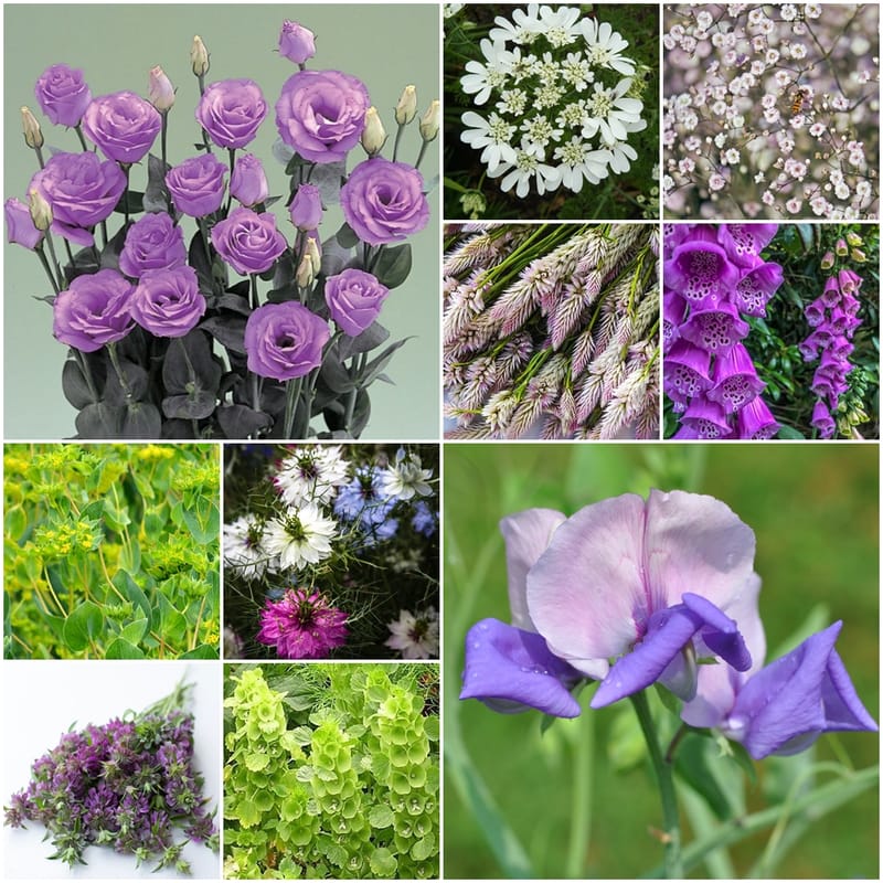 Cut Flower Seed Assortment Purple (Small Quantities of 10 Varieties