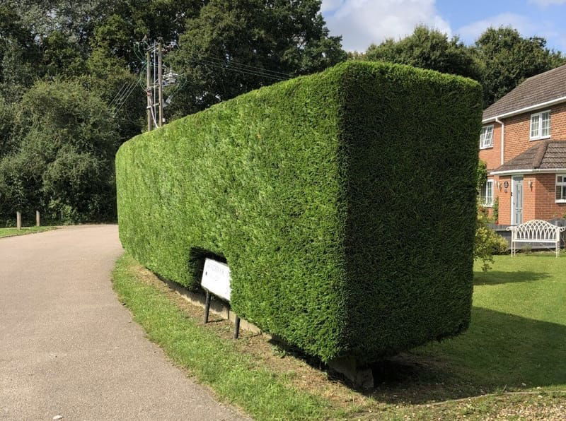 Hedge Trimming