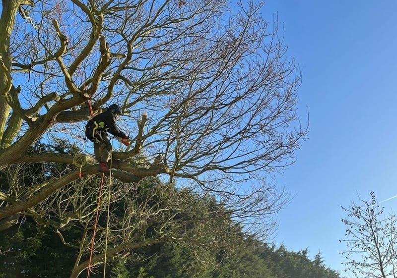 Tree Pruning