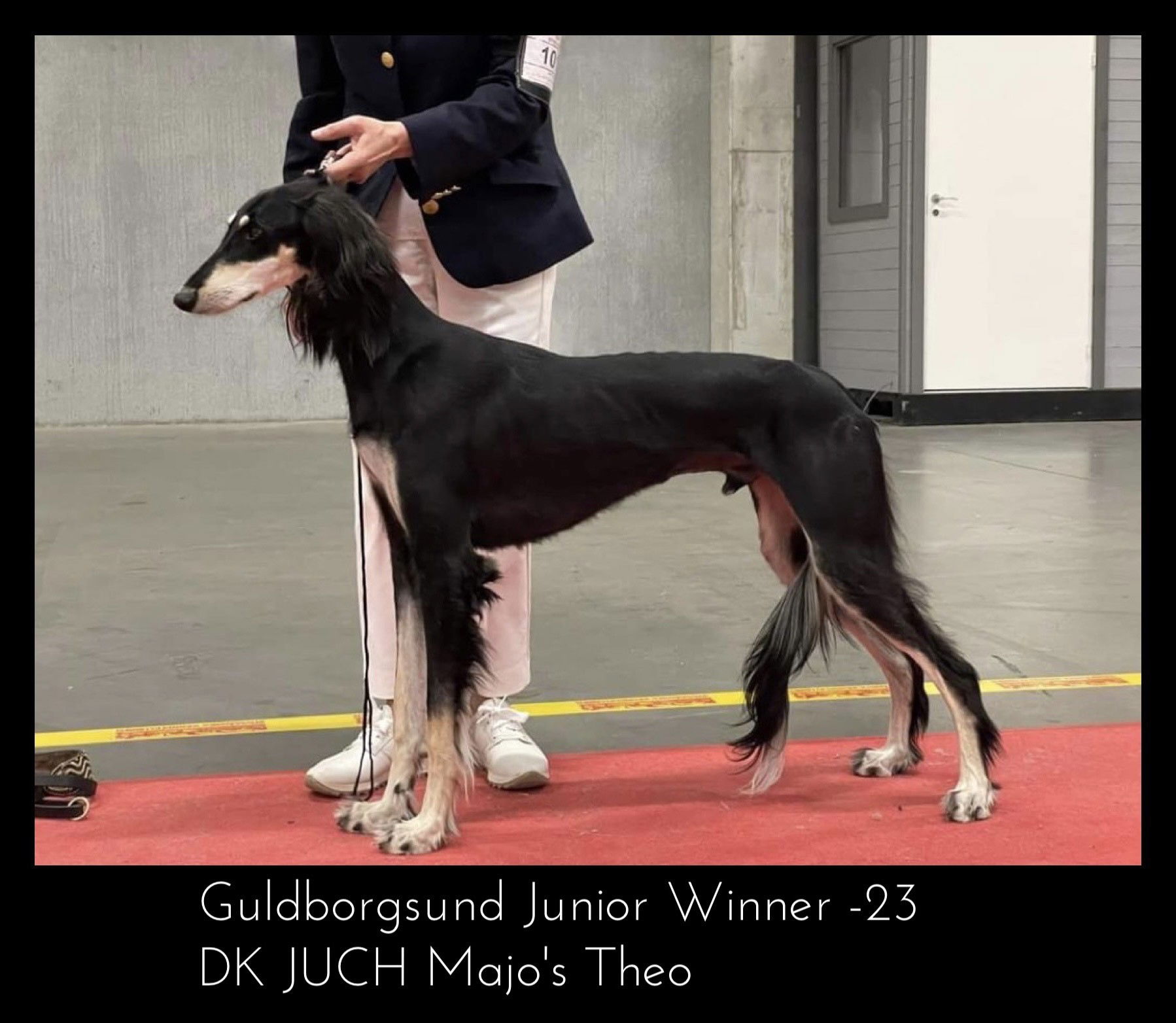 Guldborgs Junior Winner 2023, DK JUCH Majo's Theo