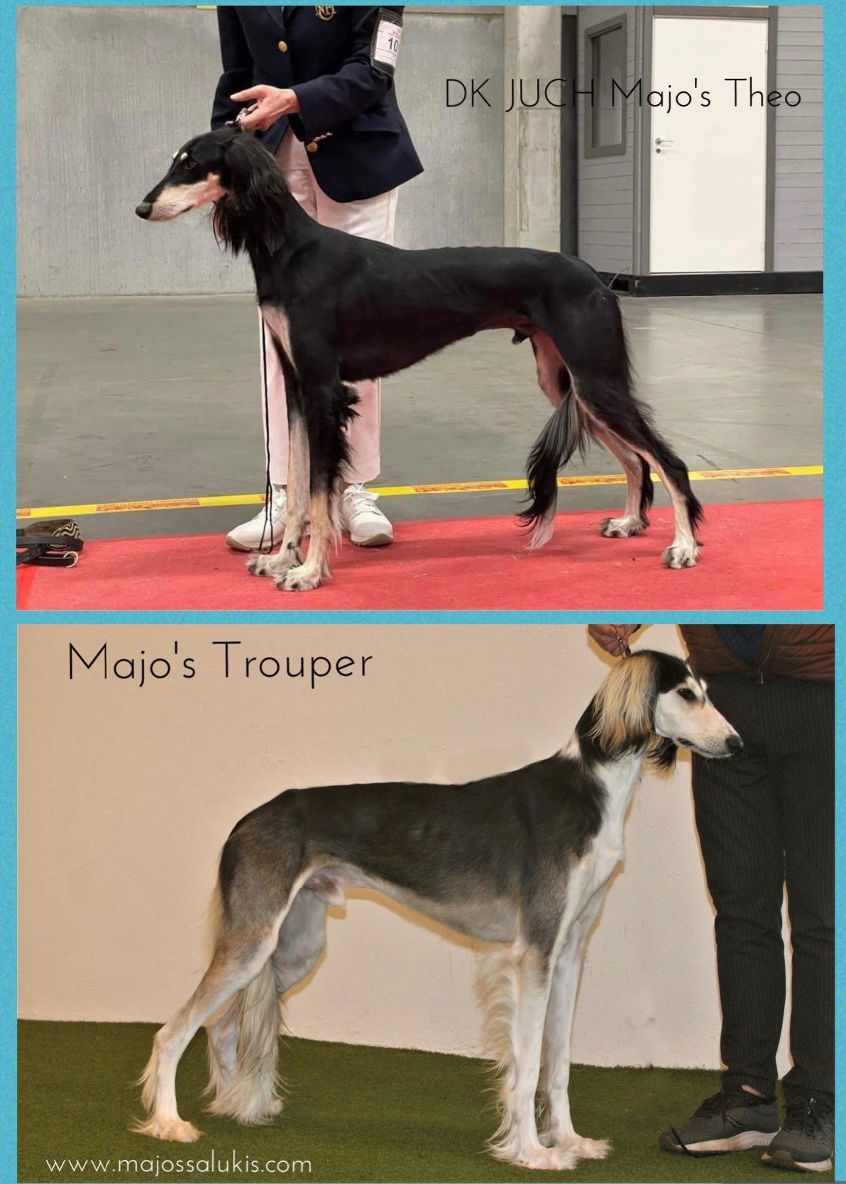 DK JUCH Majo's Theo & Majo's Trouper