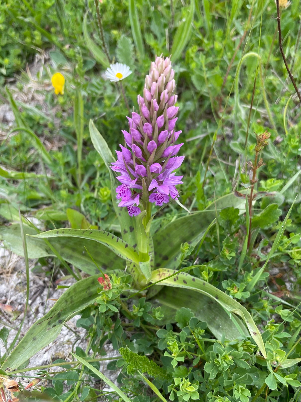 Orchid Habitat Improvement