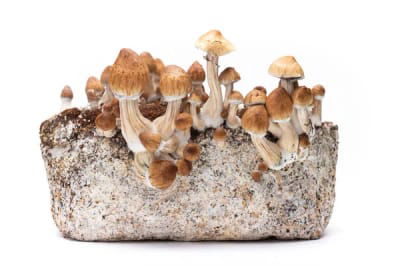 cogumelos magicos cubensis