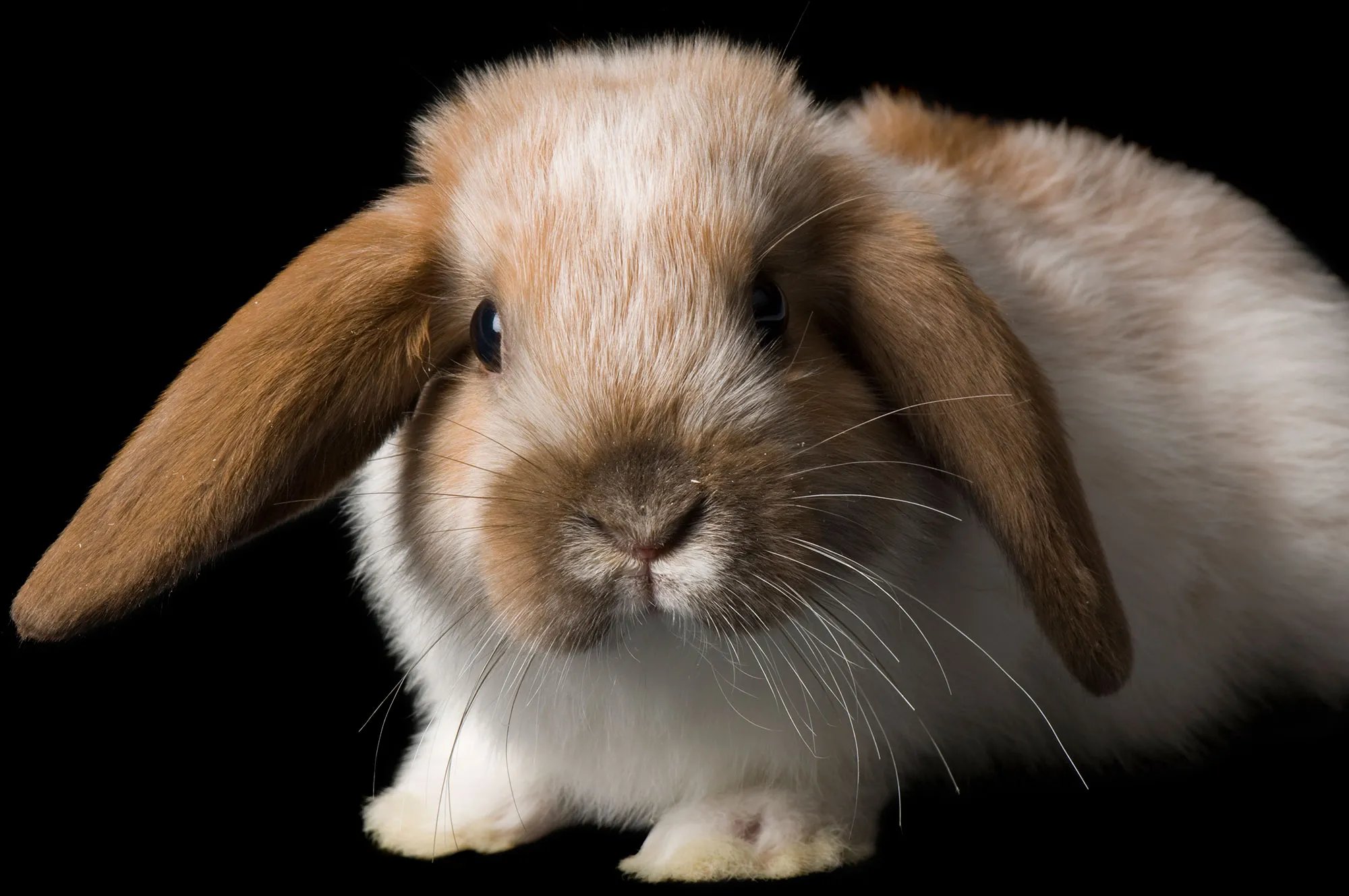 Awesome Articles about domestic Rabbits