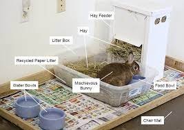 What do I need for my bunny?
