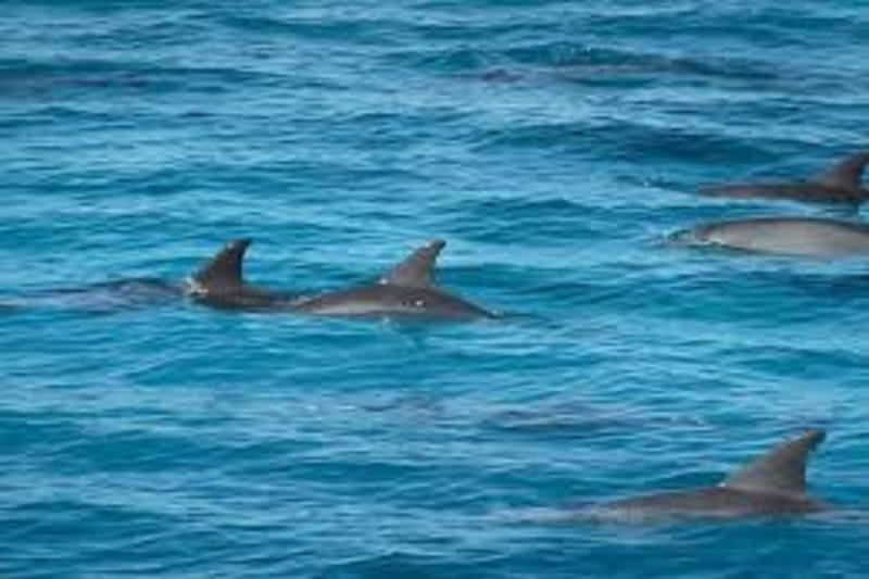 Dolphin House Hurghada