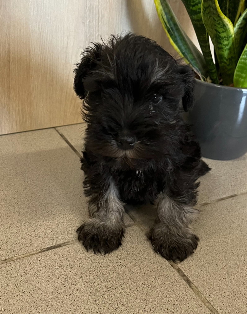 Vente Schnauzer Nain Donner