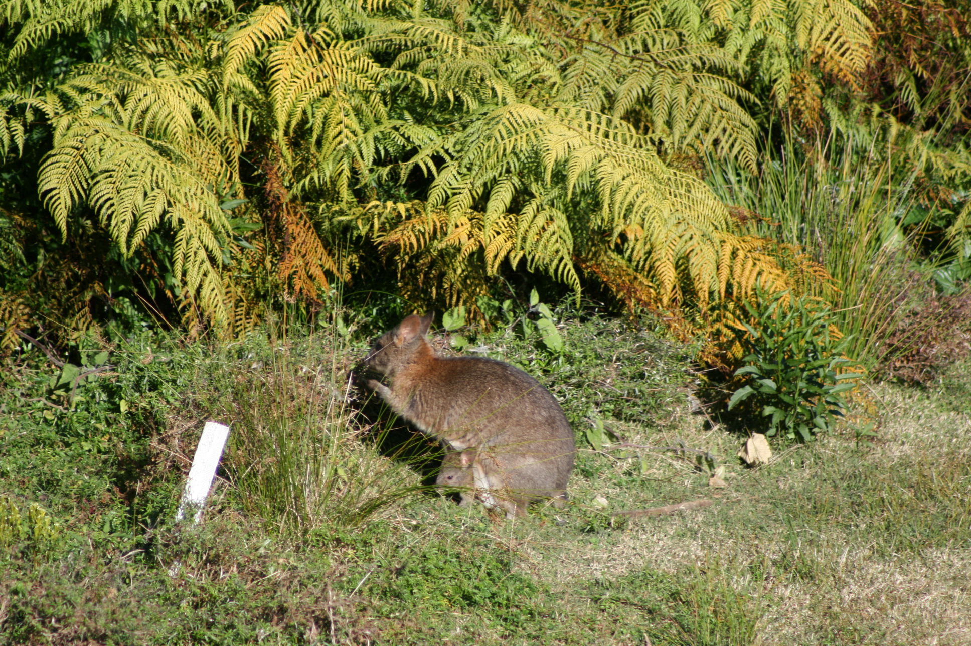 WALLABY