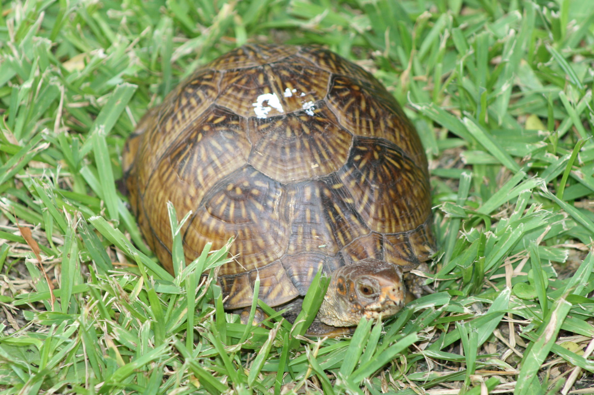 EASTERN BOX TURTLE