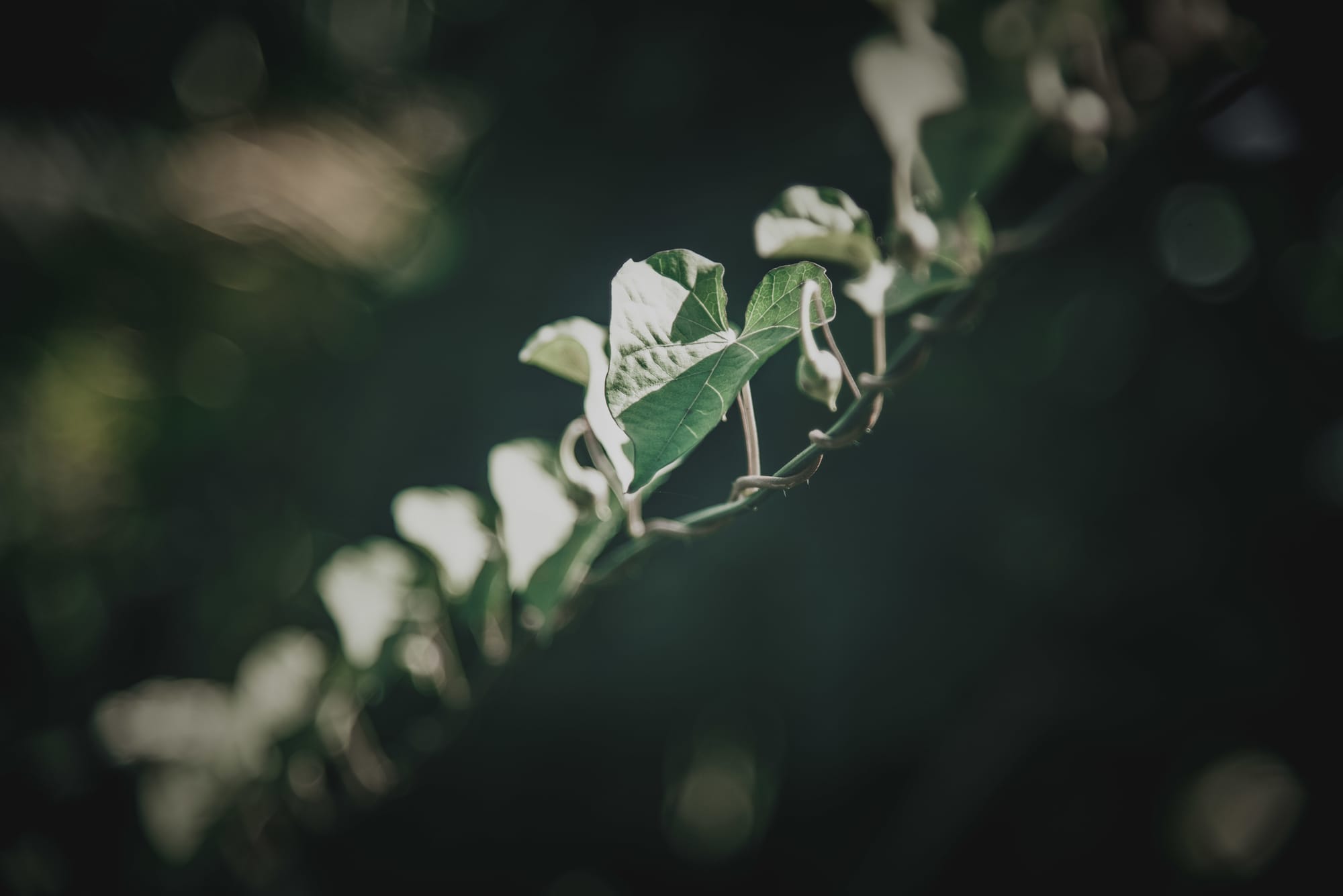 Lière en forme de coeur