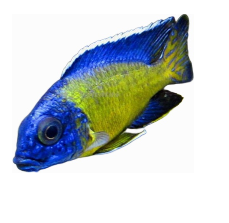 Aulonocara (Peacocks) - Fanie's Fishroom