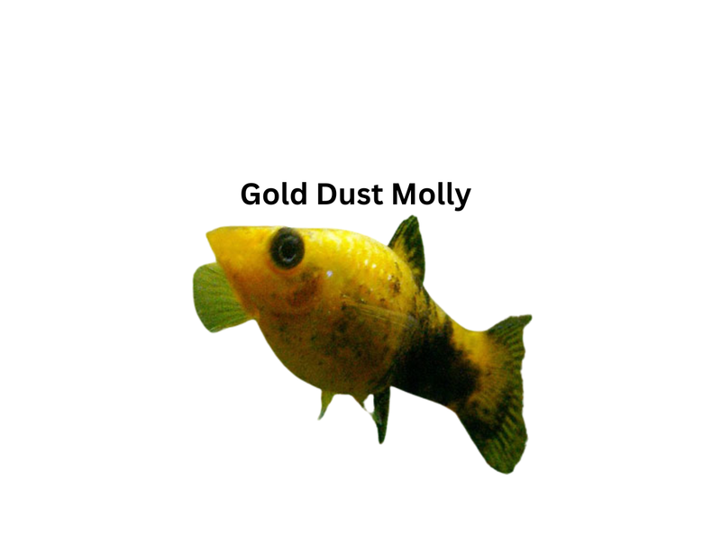 Gold Dust Molly Fanie's Fishroom