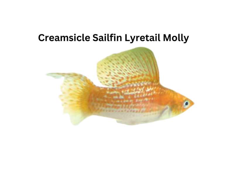 Creamsicle Sailfin Lyretail Molly Fanie's Fishroom