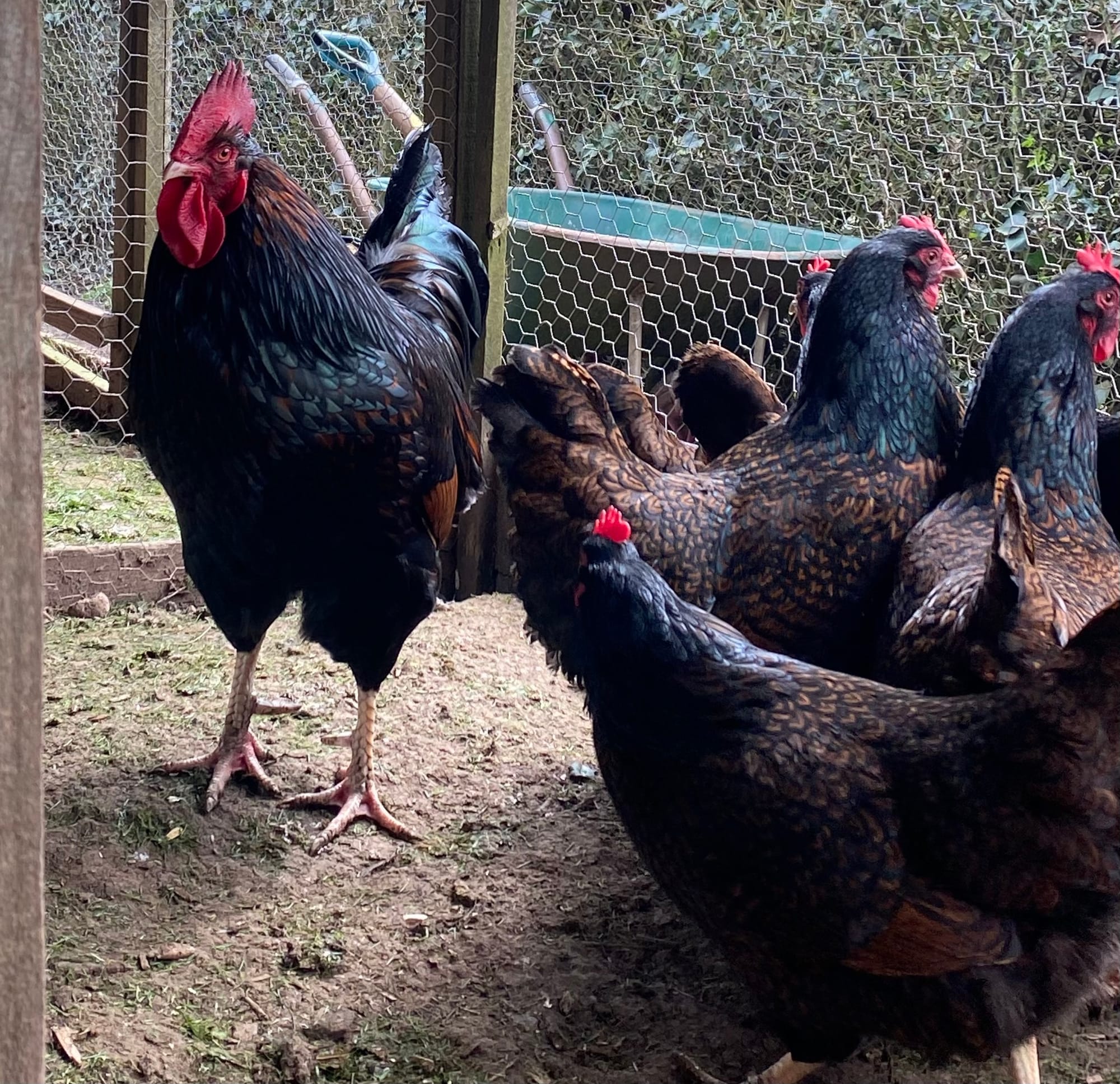 Barnevelders Hopton Hens and Hatching Eggs