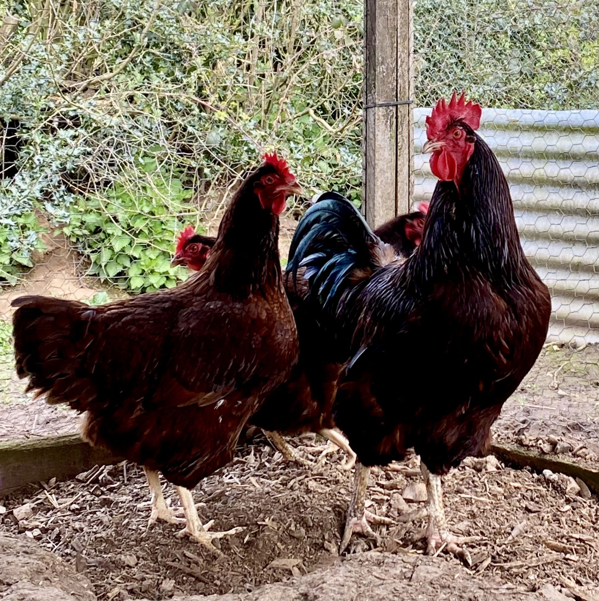 Rhode Island Reds Hopton Hens and Hatching Eggs