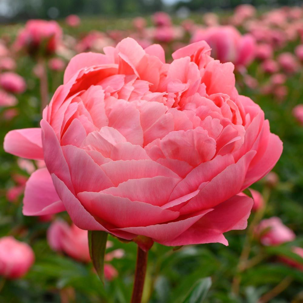 Plant, Grow, and Care for Peony Flowers