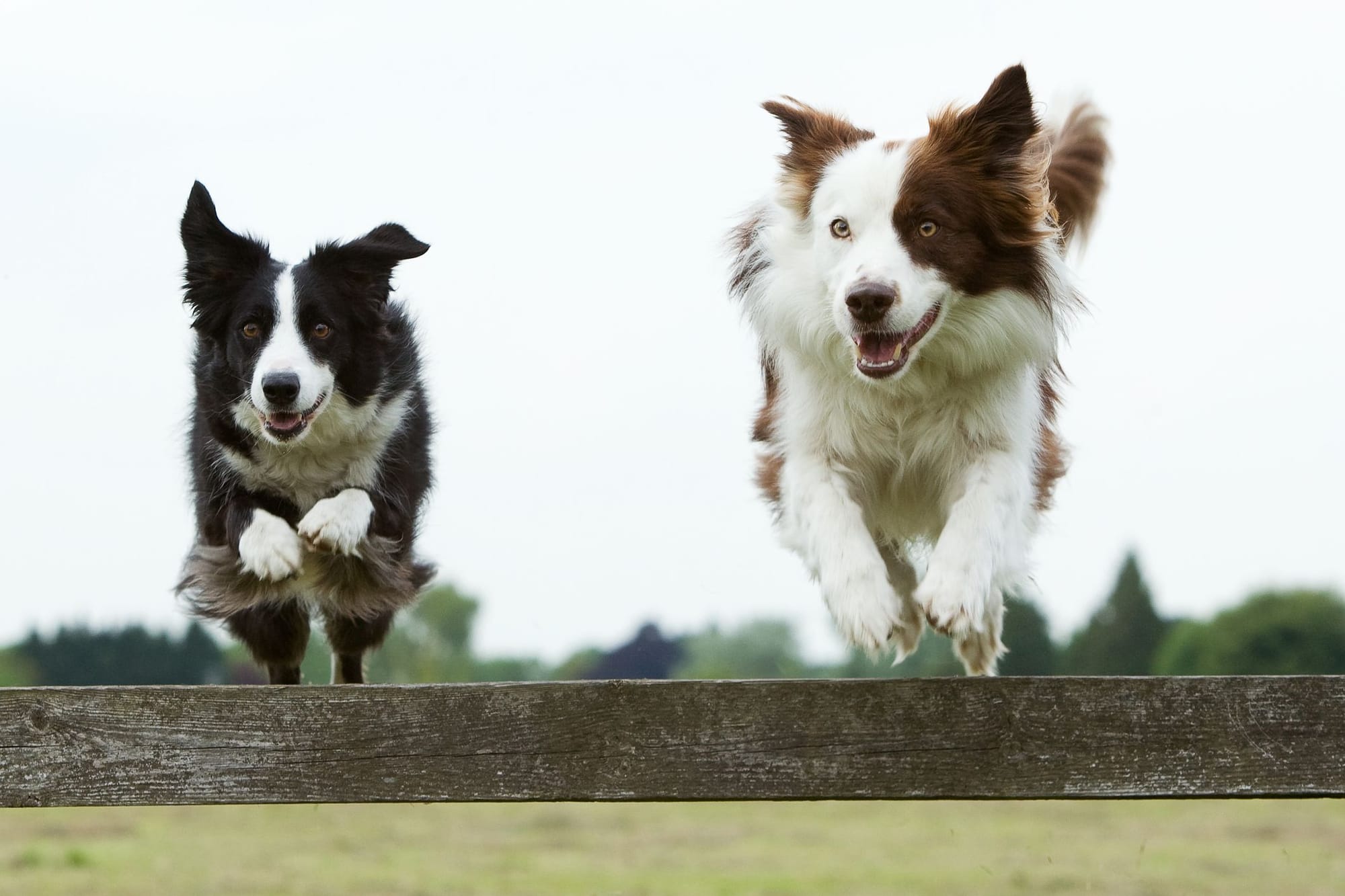 Find the right food for a Border Collie