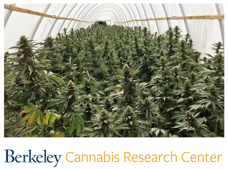 Berkeley Cannabis Research Center Fall Retreat