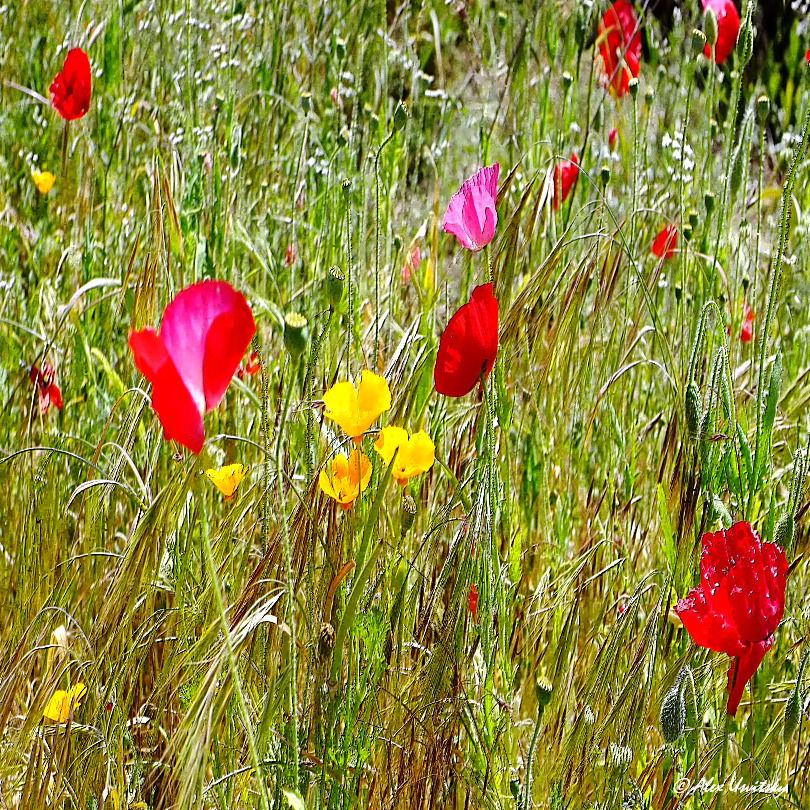 Flowers of Bay-O-Vista #1