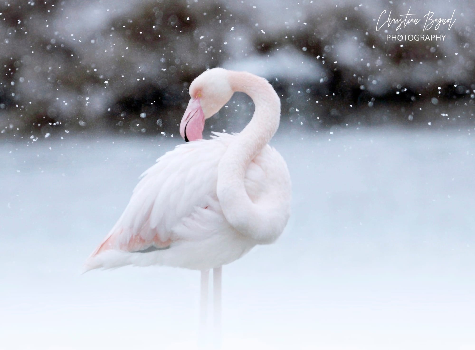 Un hiver en Camargue , Flamant rose