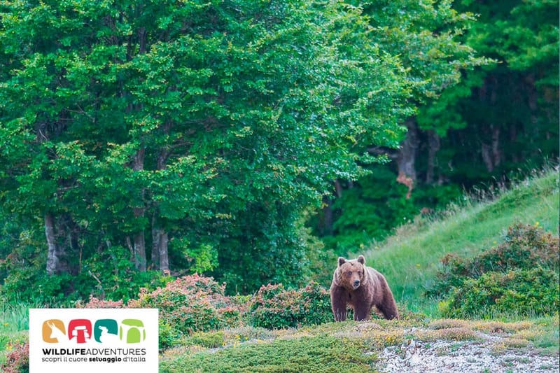 Spray anti orso, via libera dal Viminale: come funziona e quando usarlo